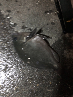 アジュールアジング