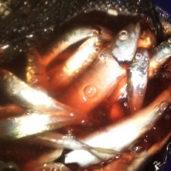 アジング楽し♪