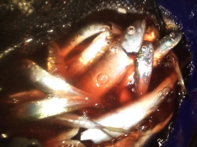 アジング楽し♪