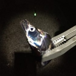 アタリが多いです