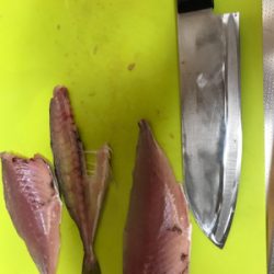 アジを求めて②