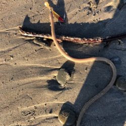 初ヒラメ＆カレイ＆ダイナンウミヘビ