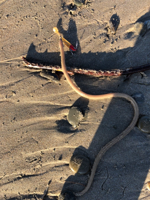 初ヒラメ＆カレイ＆ダイナンウミヘビ