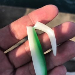 サゴッちゃんとサヨリちゃん