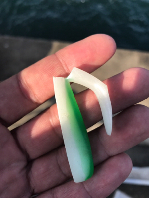 サゴッちゃんとサヨリちゃん