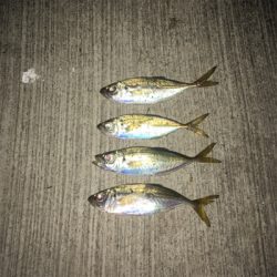 大阪湾奥アジング 渋い時のリグの選択