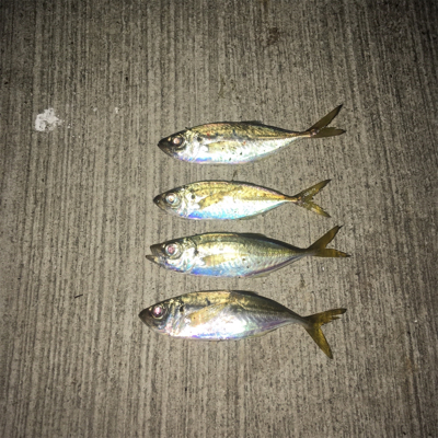 大阪湾奥アジング 渋い時のリグの選択