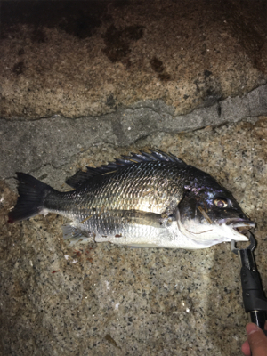 デカガシラ3連チャン！おまけ付き