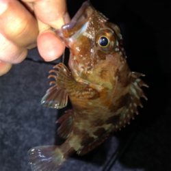 神戸湾奥アジング