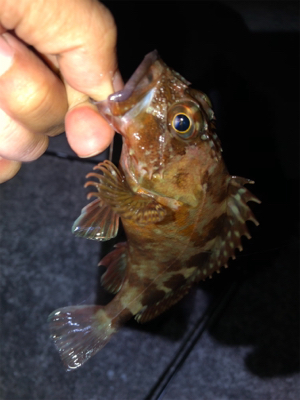 神戸湾奥アジング