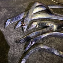 連日のタチウオ