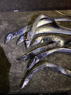 連日のタチウオ