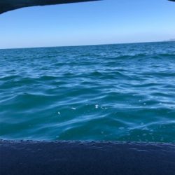 諦めムードからの本カツオ♪