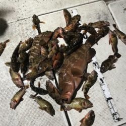 名港ボートでキジハタ！