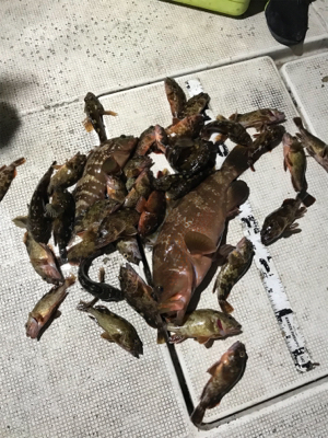 名港ボートでキジハタ！