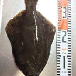 食欲旺盛なカレイ