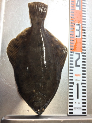 食欲旺盛なカレイ