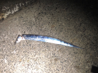 武庫一、タッチ〜勝負