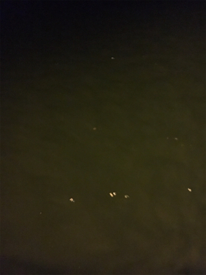 ナイトアジング