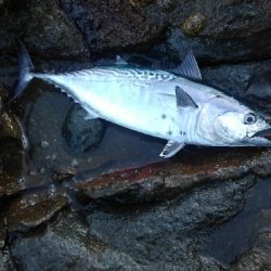 島根遠征　二日目