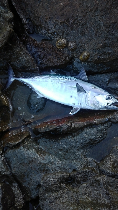 島根遠征　二日目