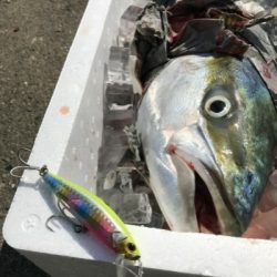 青物回遊のピーク??