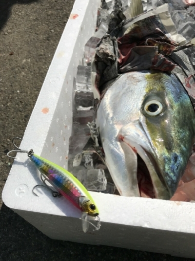 青物回遊のピーク??