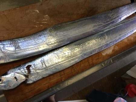 今日もタッチー釣れました。