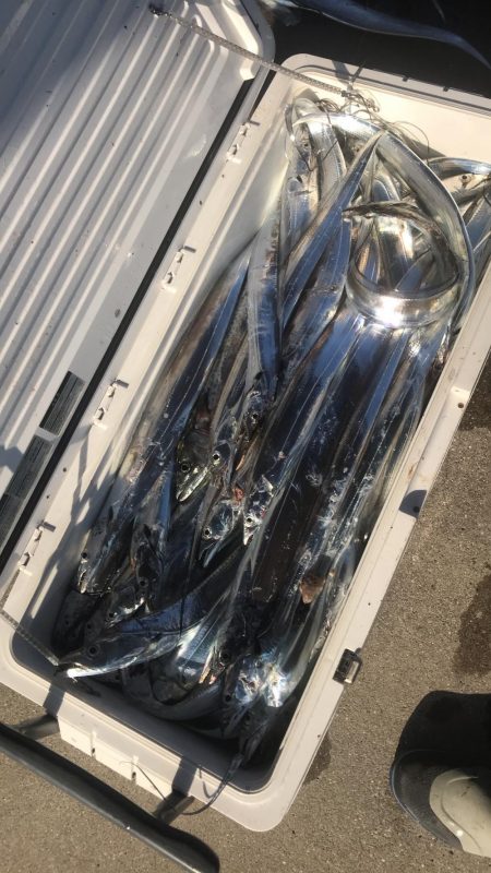 タチウオジギング