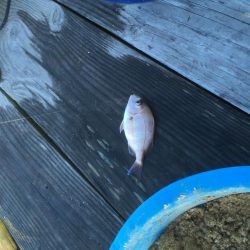 鳴門ウチノ海筏でダンゴ釣り・泳がせ釣り