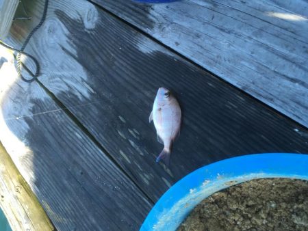 鳴門ウチノ海筏でダンゴ釣り・泳がせ釣り