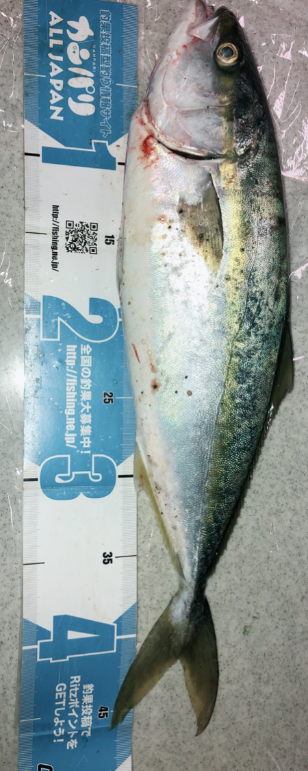 夕まずめブルー