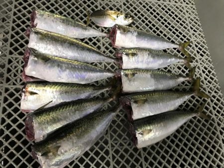 サバ・サバ・サバからのアジ