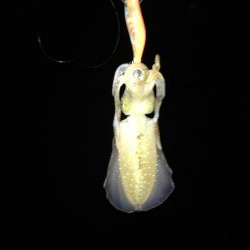 デカ青物求めて！