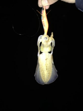 デカ青物求めて！