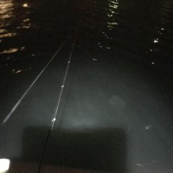 湾奥タチウオ来たよ