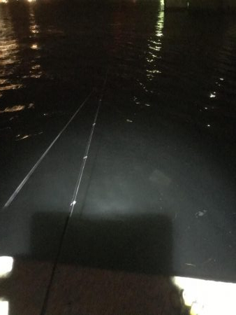 湾奥タチウオ来たよ