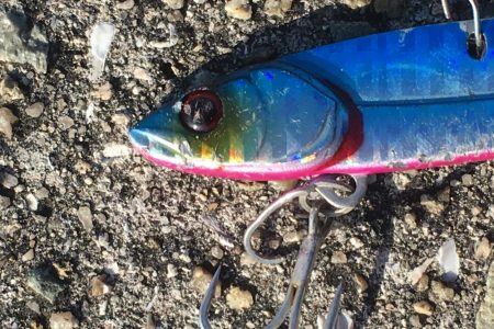 ハマチいまいち