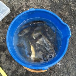 アジ サバ 大漁