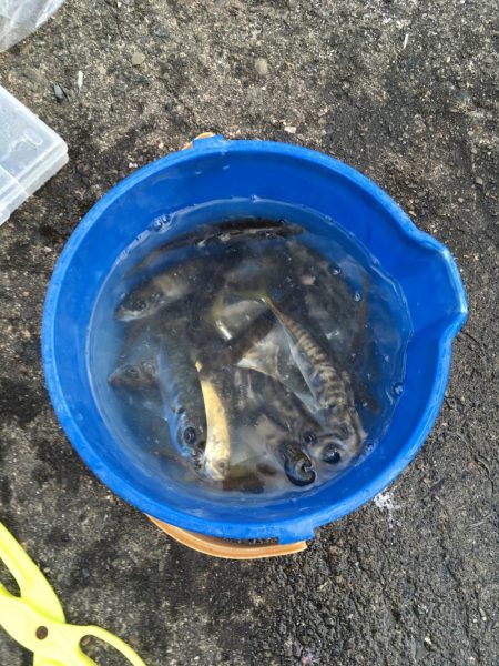 アジ サバ 大漁