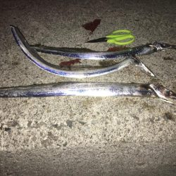 ワガママなタチウオ