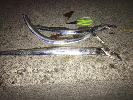 ワガママなタチウオ