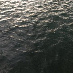 アジカマスアジアジカマス