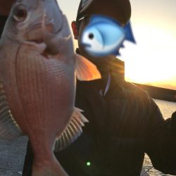 良型のカワハギ