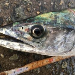 湾奥不調 からの貝塚好調(^O^)