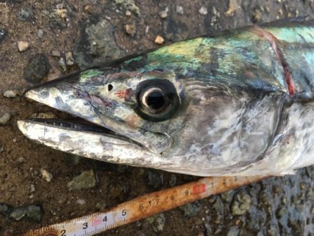 湾奥不調 からの貝塚好調(^O^)