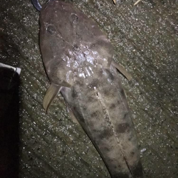 トホホなメッキと嬉しいおまけ