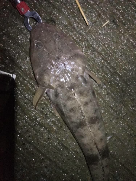 トホホなメッキと嬉しいおまけ