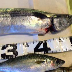 ライトショアジギング