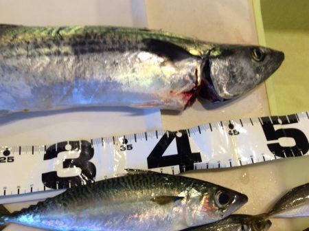 ライトショアジギング